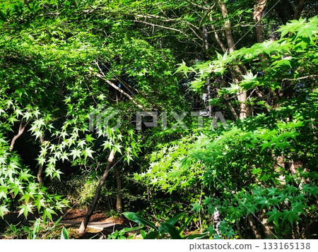 Japanese natural scenery with lush green autumn leaves Japanese natural scenery with lush green autumn leaves 133165138