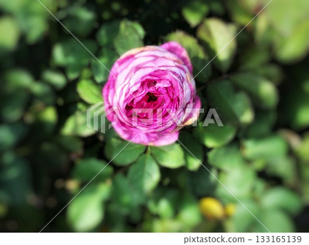 Spring scenery with a close-up of a single pink rose Spring scenery with a close-up of a single pink rose 133165139