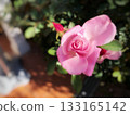 春意盎然，紅花爛漫，一朵粉紅玫瑰盛開。 133165142