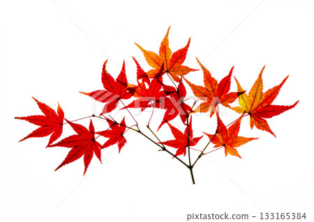 染紅楓葉的透射光攝影 染紅楓葉的透射光攝影 133165384