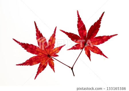 Transmitted light photography of maple leaves dyed red 133165386