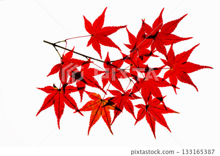 Transmitted light photography of maple leaves dyed red 133165387