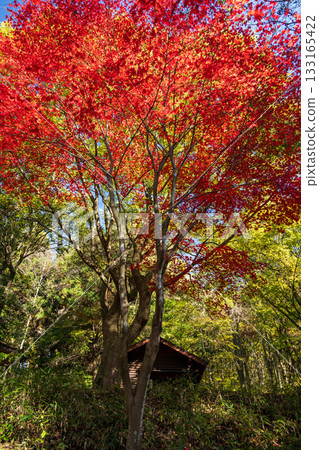 Autumn in Akagi Nature Park: Autumn leaves along the promenade Autumn in Akagi Nature Park: Autumn leaves along the promenade 133165422