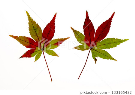 透射光攝影展現楓葉變紅的景象 透射光攝影展現楓葉變紅的景象 133165482