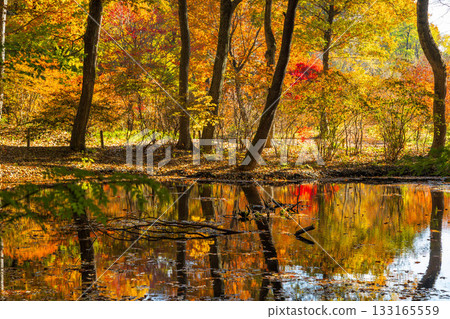 Autumn in Akagi Nature Park: Maple leaves reflected in the water lily pond 133165559