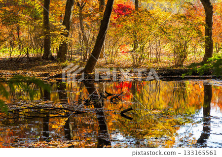 Autumn in Akagi Nature Park: Maple leaves reflected in the water lily pond 133165561