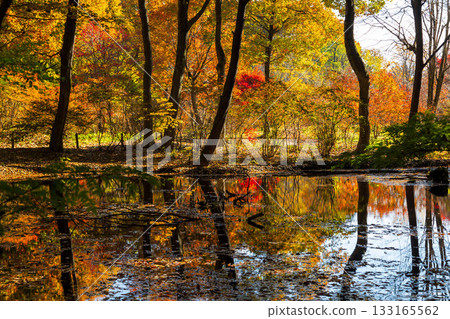 Autumn in Akagi Nature Park: Maple leaves reflected in the water lily pond 133165562