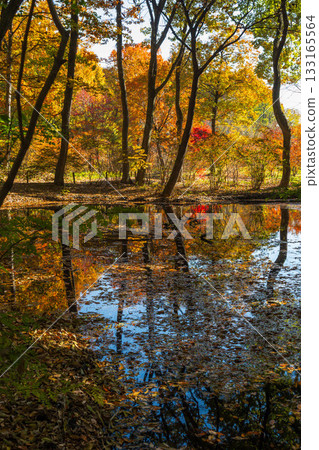 赤城自然公園的秋景:楓葉倒映在睡蓮池中 赤城自然公園的秋景:楓葉倒映在睡蓮池中 133165564
