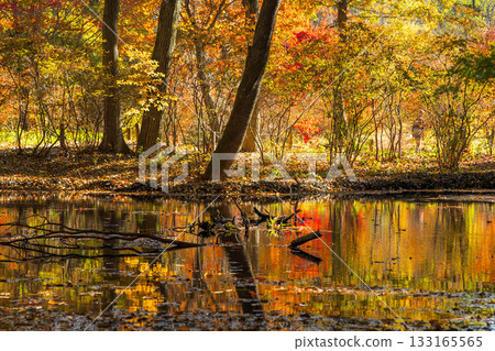 赤城自然公園的秋景：楓葉倒映在睡蓮池中 133165565