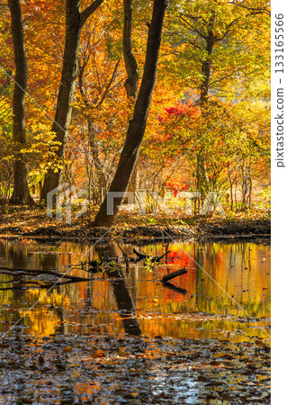 Autumn in Akagi Nature Park: Maple leaves reflected in the water lily pond Autumn in Akagi Nature Park: Maple leaves reflected in the water lily pond 133165566