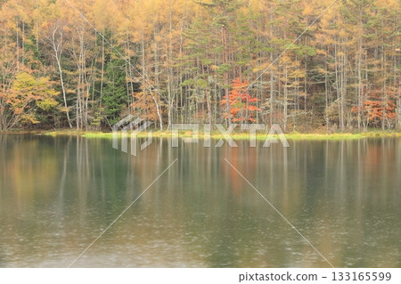 多雨的鯊魚池塘 133165599