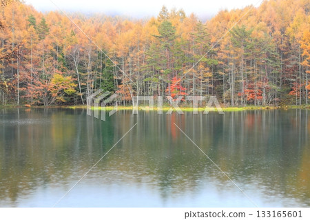 多雨的鯊魚池塘 133165601