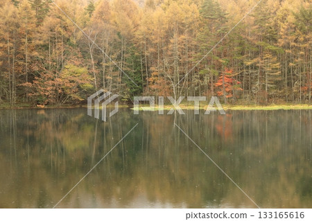 多雨的鯊魚池塘 133165616