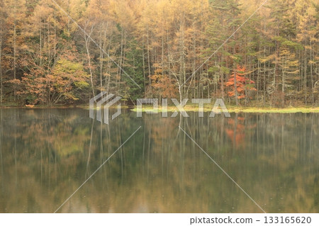 多雨的鯊魚池塘 133165620