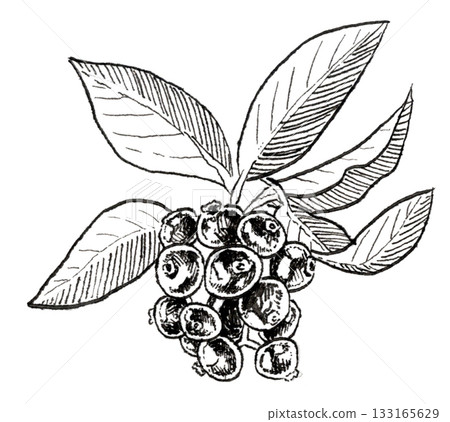 藍莓鋼筆畫 133165629