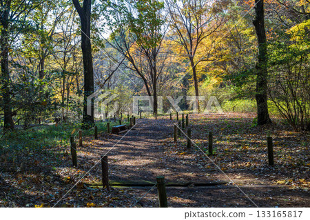 赤城自然公園步道的秋景 赤城自然公園步道的秋景 133165817