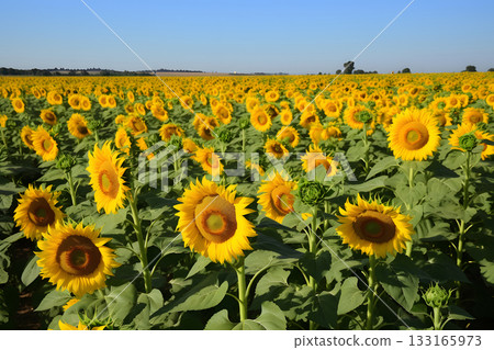 A field of sunflowers with a clear blue sky in the background, neural network generated image 133165973