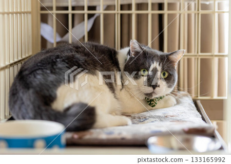 A cat staring at you A cat staring at you 133165992