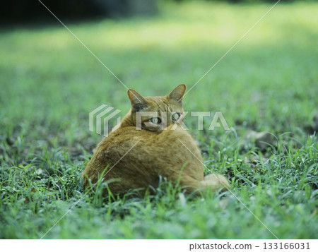 一隻貓趴在草地上休息,回頭望著前方。 一隻貓趴在草地上休息,回頭望著前方。 133166031