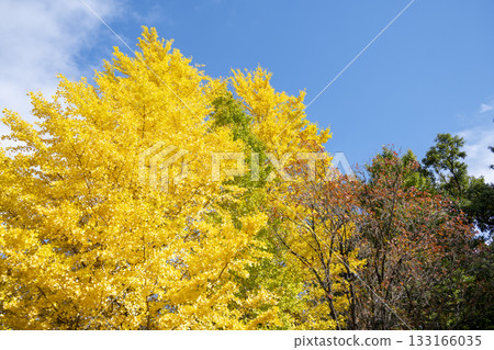 Yellow ginkgo tree, ginkgo, autumn leaves, November [Kanagawa Prefecture] 133166035