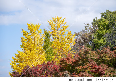 Yellow ginkgo tree, ginkgo, autumn leaves, November [Kanagawa Prefecture] 133166087