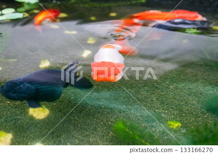 Goldfish in aquarium fish pond close up 133166270