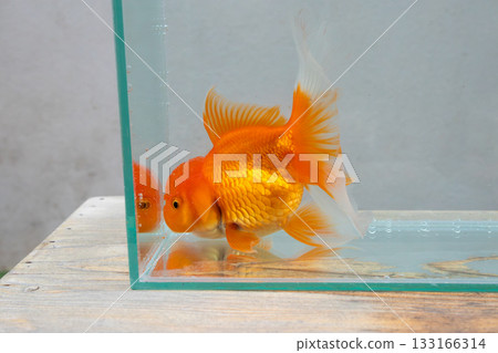 Oranda goldfish in aquarium fish tank close up 133166314
