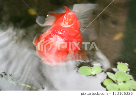 Goldfish swimming in aquarium fish pond close up 133166326