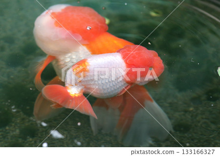 Goldfish swimming in aquarium fish pond close up 133166327