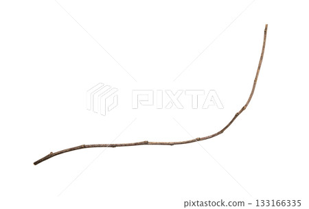 Dry tree branches isolated on white background 133166335