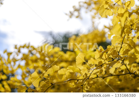 Ginkgo tree, autumn, yellow leaves, autumn leaves, November [Kanagawa Prefecture] 133166380