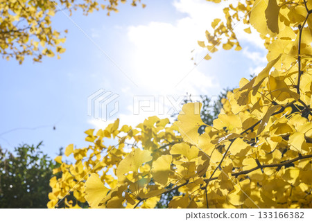 Ginkgo tree, autumn, yellow leaves, autumn leaves, November [Kanagawa Prefecture] 133166382