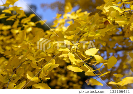 Ginkgo tree, autumn, yellow leaves, autumn leaves, November [Kanagawa Prefecture] 133166421