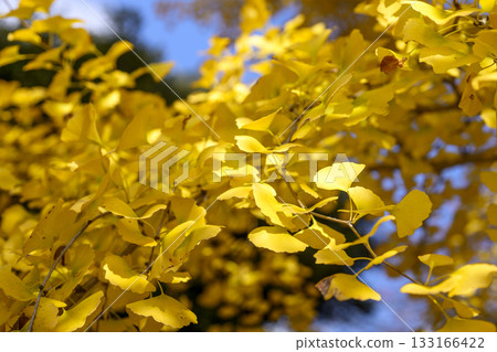 Ginkgo tree, autumn, yellow leaves, autumn leaves, November [Kanagawa Prefecture] 133166422