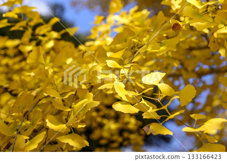 Ginkgo tree, autumn, yellow leaves, autumn leaves, November [Kanagawa Prefecture] 133166423