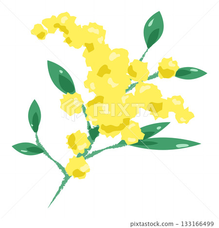 手繪風格的黃色含羞草花枝插圖 手繪風格的黃色含羞草花枝插圖 133166499