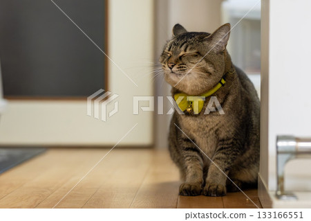 Pheasant cat Pheasant cat 133166551