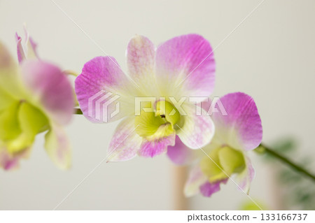 Beautiful Orchid flower blooming in garden floral background 133166737