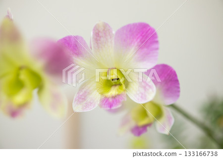 Beautiful Orchid flower blooming in garden floral background 133166738