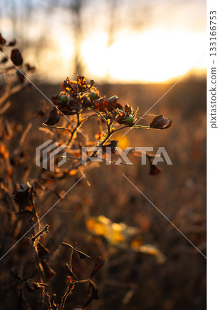 Dogrose shrub at sunset in fall season. Rosehips in rays of early morning sun in late autumn Dogrose shrub at sunset in fall season. Rosehips in rays of early morning sun in late autumn 133166753