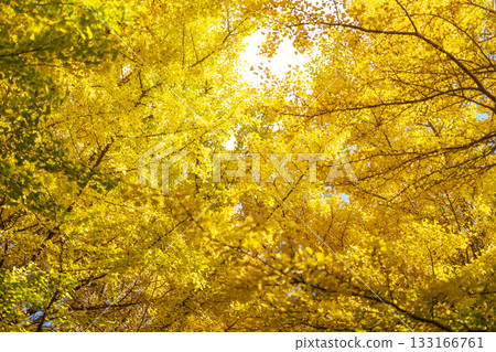 Ginkgo tree, yellow leaves, autumn leaves, autumn, November, material [Kanagawa Prefecture] 133166761