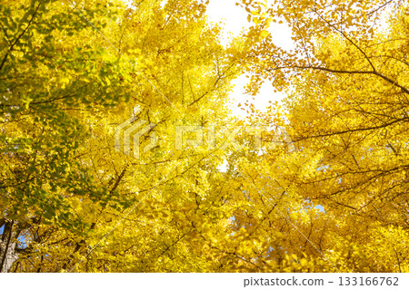 Ginkgo tree, yellow leaves, autumn leaves, autumn, November, material [Kanagawa Prefecture] 133166762
