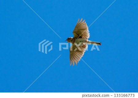 雲雀（學名：Alauda arvensis）在藍天中飛翔 133166773