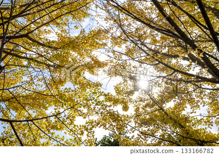 Ginkgo tree, yellow leaves, autumn leaves, autumn, November, material [Kanagawa Prefecture] 133166782