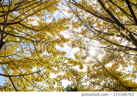 Ginkgo tree, yellow leaves, autumn leaves, autumn, November, material [Kanagawa Prefecture] 133166783