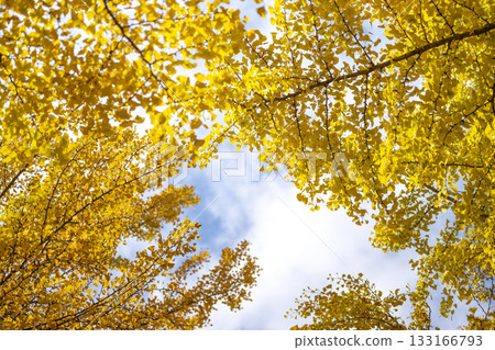 Ginkgo tree, yellow leaves, autumn leaves, autumn, November, material [Kanagawa Prefecture] 133166793