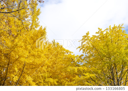 Ginkgo tree lined yellow autumn winter November image 133166805