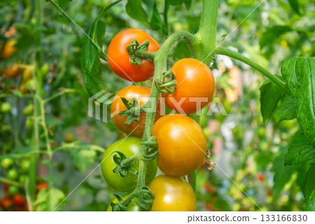Fresh red ripe tomatoes hanging on the vine plant growing in organic garden Fresh red ripe tomatoes hanging on the vine plant growing in organic garden 133166830