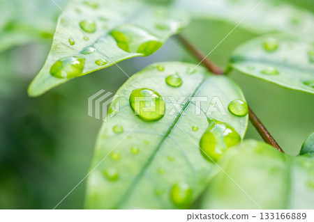 rain water drop on green leaf closeup natural background rain water drop on green leaf closeup natural background 133166889
