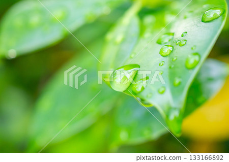 rain water drop on green leaf closeup natural background rain water drop on green leaf closeup natural background 133166892